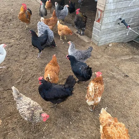 Bed and breakfast Kreativgard Hoge